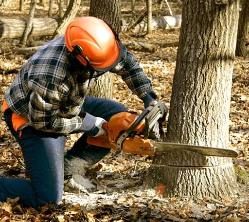 Tree Removal in Bentonia, MS